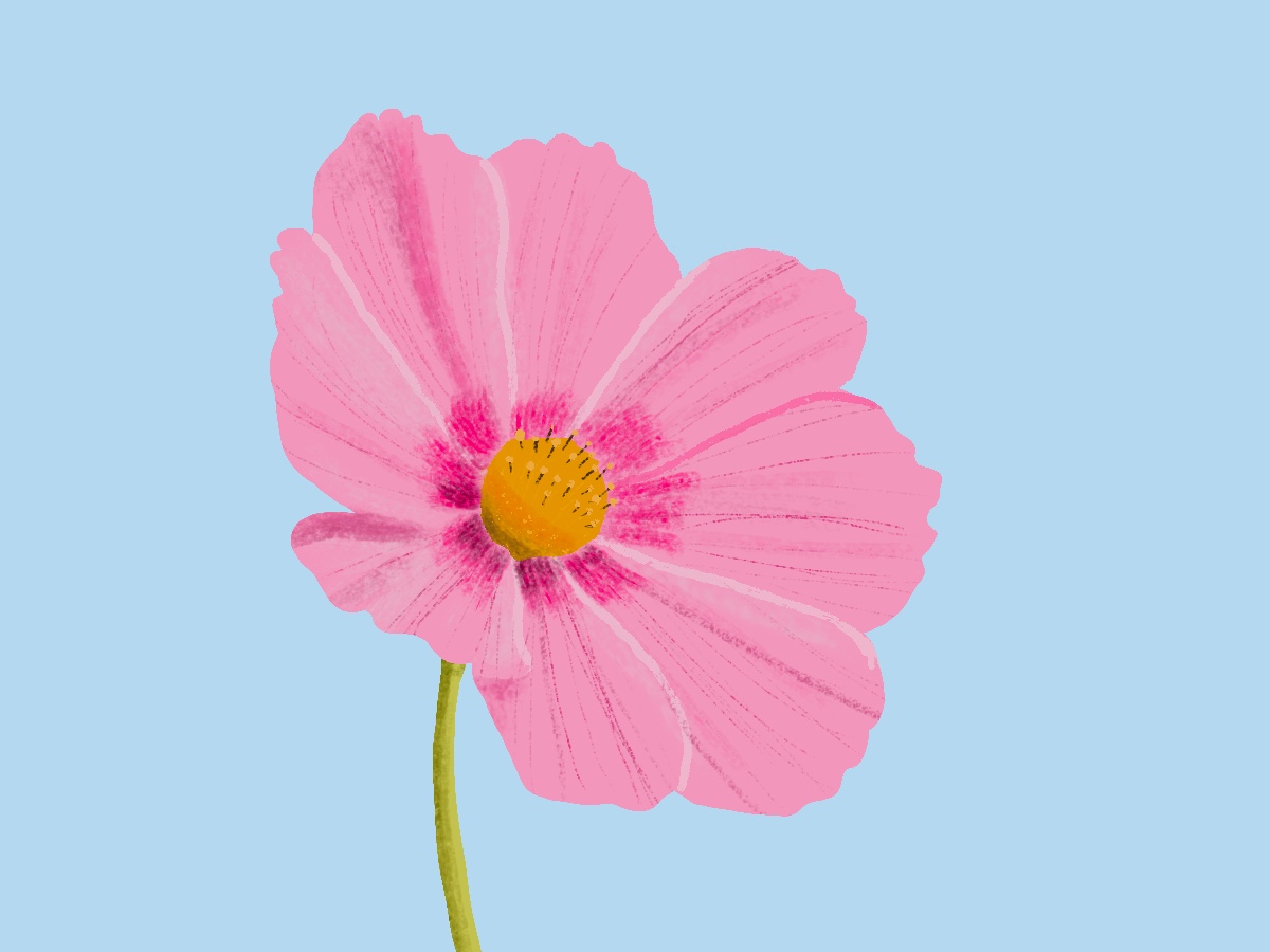 Flower illustration study