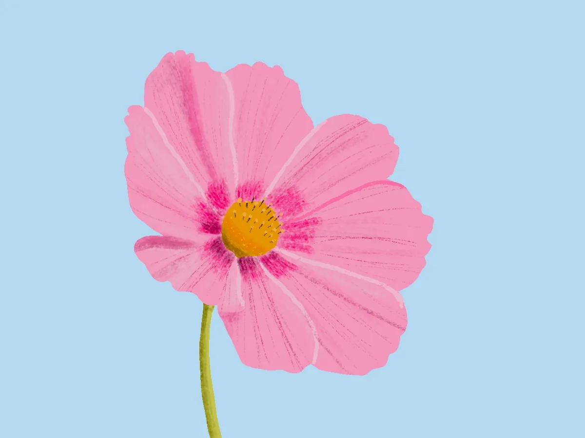 Flower illustration study