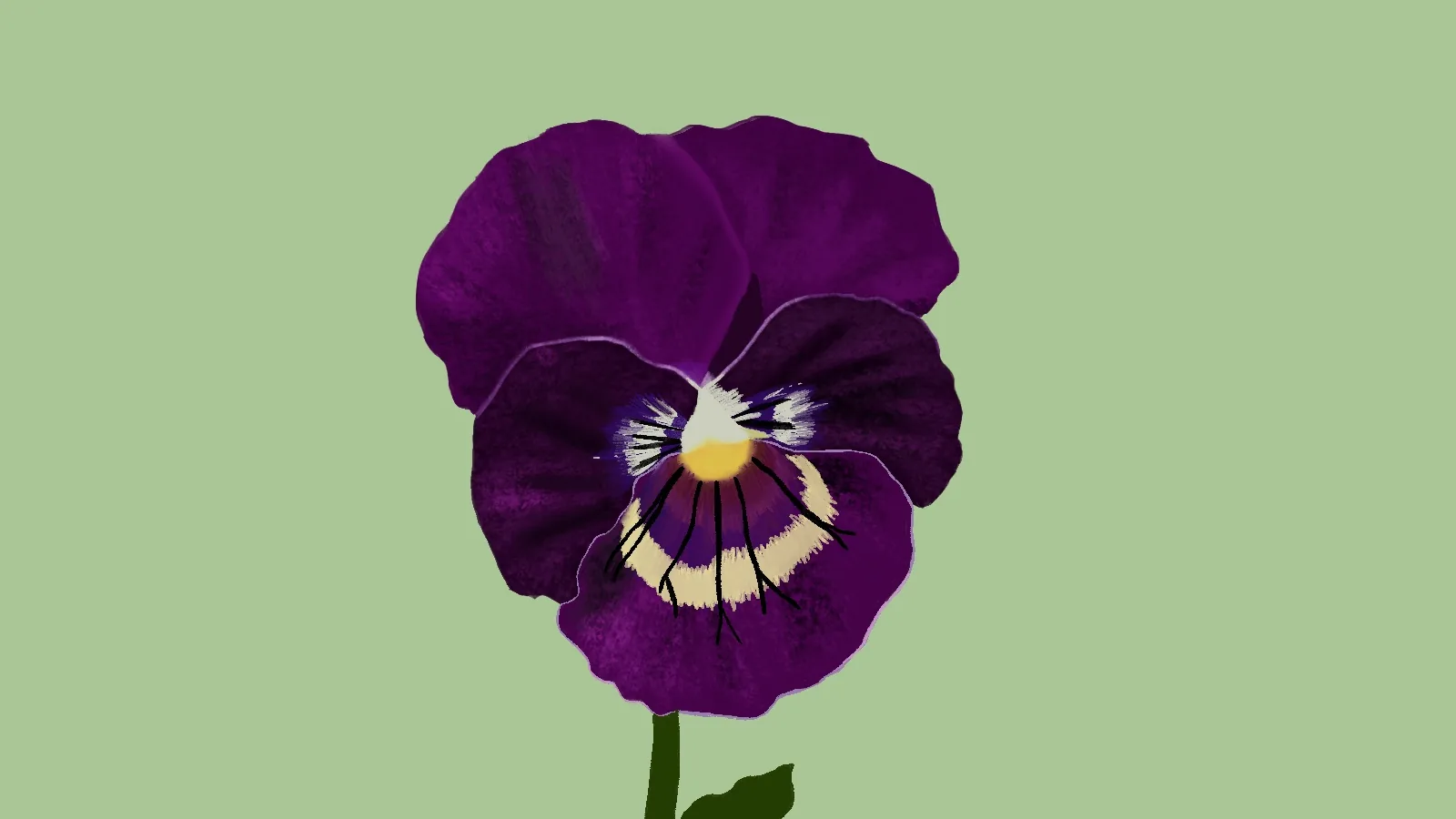 Flower illustration study